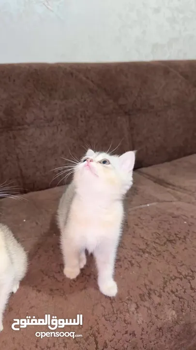 بسس سكوتش ستريت للبيع