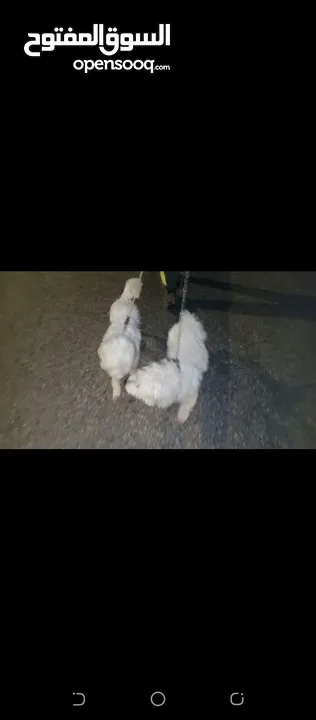 انثى فرنش تيرير للبيع عمرها 3 سنوات