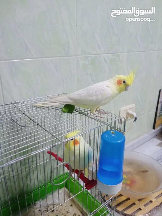 ذكر كوكتيل لاتينو ثوب كامل حجم جامبو عمر سنتين ونصف نصف أليف يصفر تصفيرات كتيرة جاهز للتزاوج