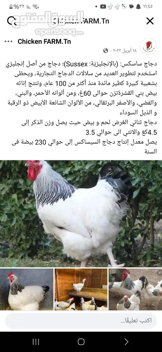 بيض دجاج ساكسو الانجليزي البياض البزرهالاصليه