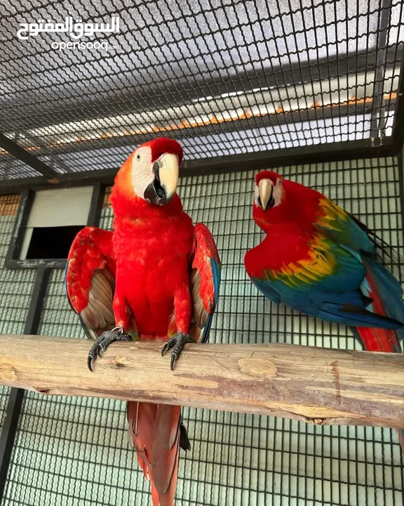 cockatoo/macaw parrots available