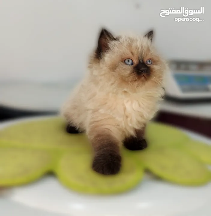 كتن  هملايا شوكلت بيور عمر شهرين ذكر وانثى