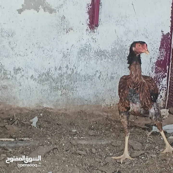 ديكين وفرختين باكستاني ب 50 دينار فقط