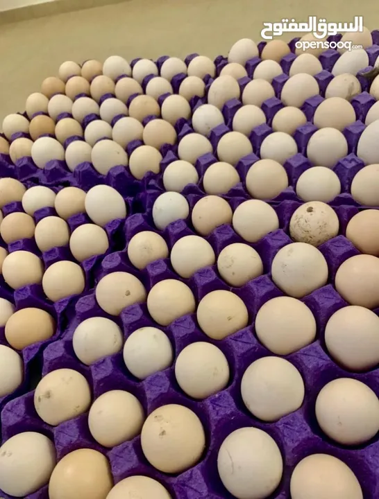 بيض بلدي بيتي طازج / organic daily fresh eggs