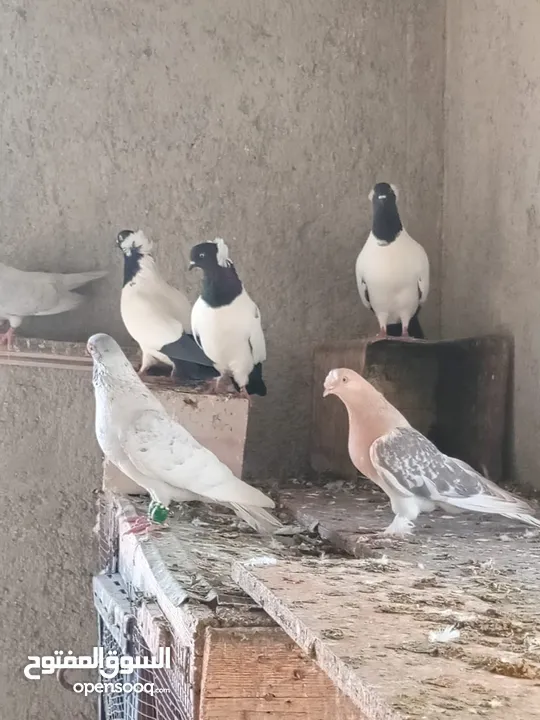 جواز بالاضافة لفراخ كش للبيع