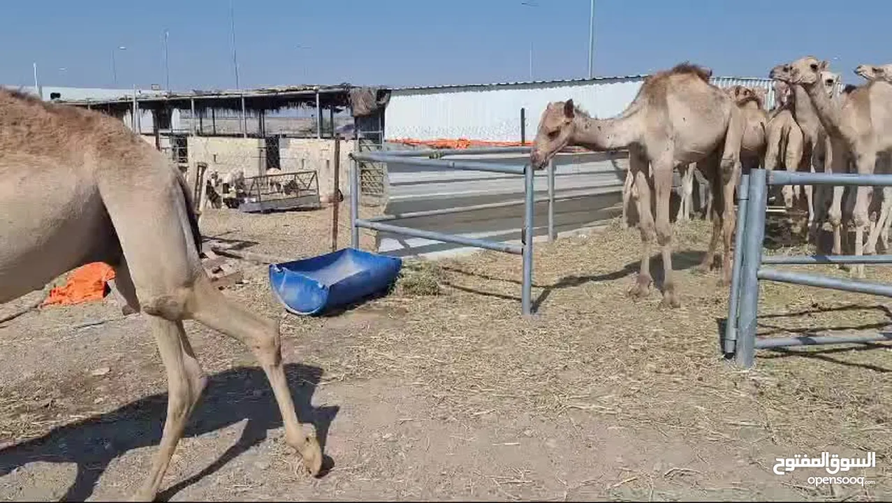 وصول دفعه جديده من قعدان الجنوب فرصه للمشتري