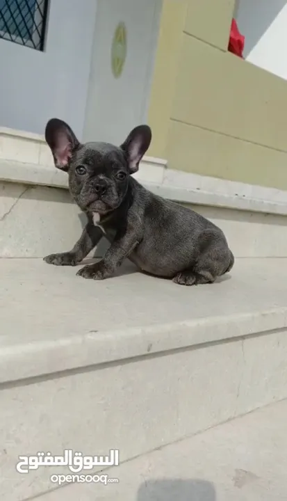 Female French Bulldog ( Blue eyes ) جرو انثي فرنش بولدوج بعيون ملونه، شخصيتها جميله، عمرها 4 شهور