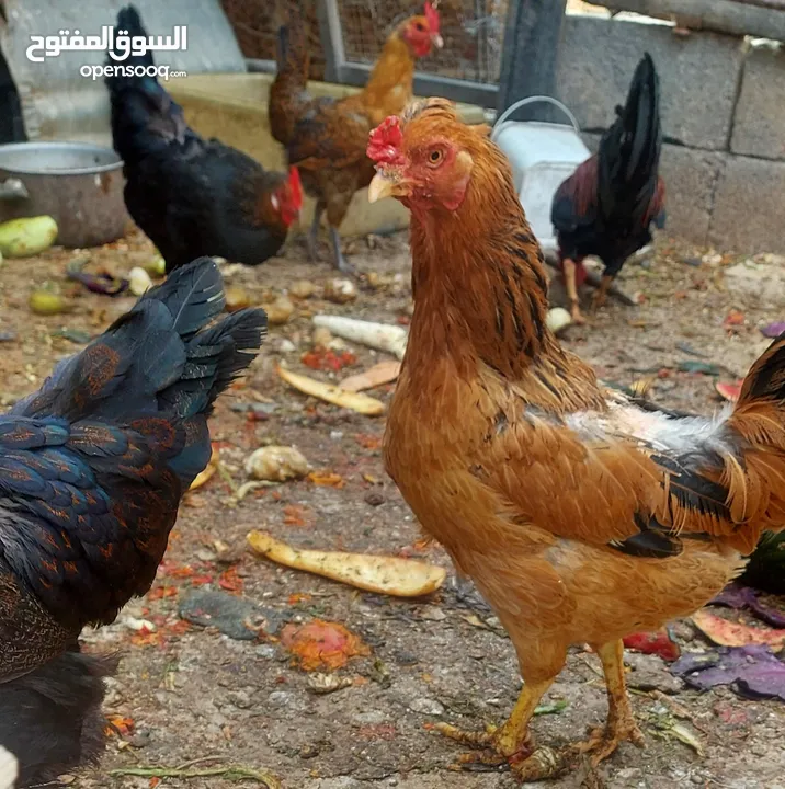 4 جاجات بلدي (2 الورب الاسود+ 2بلدي احمر) واتس فقط