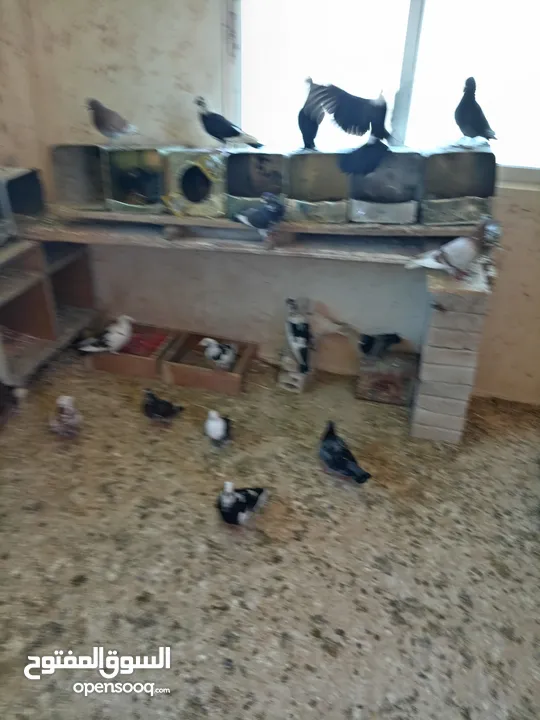 يوجد 15 جوز حمام بلدي