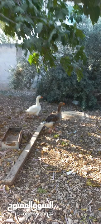 وز للبيع نوعين