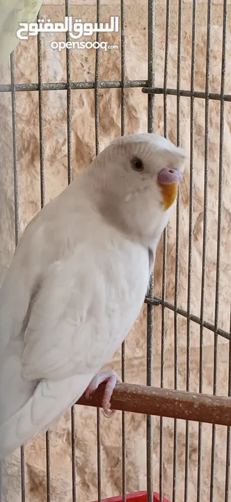 طيور حب [بادجي] 2 متوالفات و نشاط و نظافه تبارك الله .........