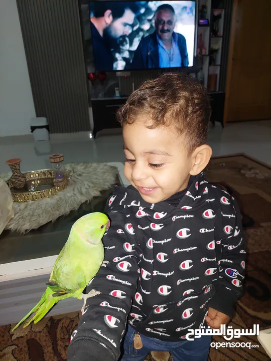 ببغاء درارة هندي ذكر اسمو كوكو عمر سنتين مطوق اليف جدا ما بعض نهائي لعوب بحب الاطفال