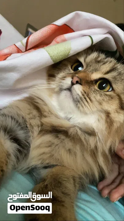 مطلوب ذكر للتزاوج فقط وليس للتبني. في منطقة الشامخة أو الرياض او الفلاح فقط