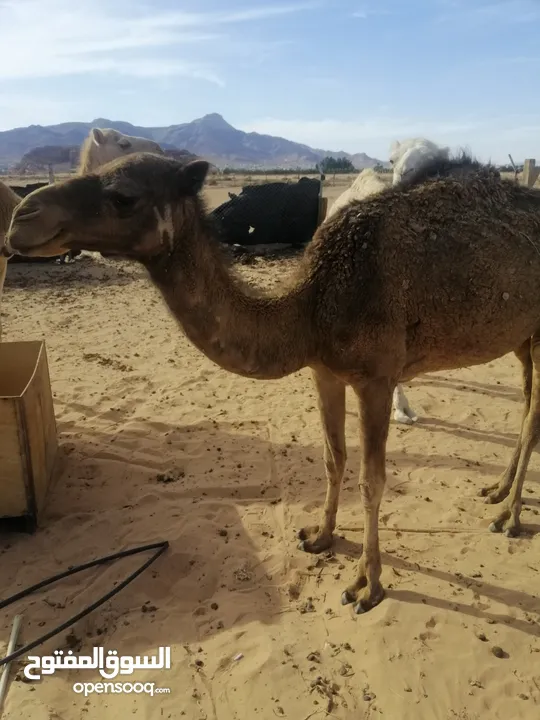 بكره للبيع