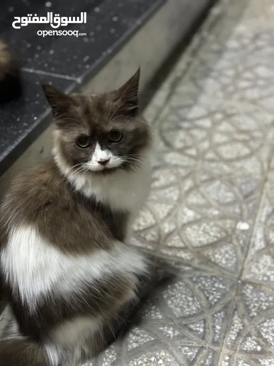 قطط شيرازي مون فيس