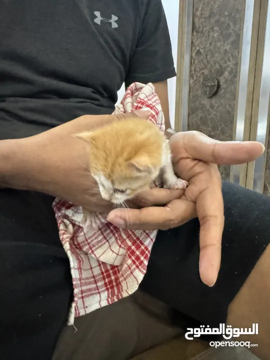 Cat free for adoption (3-4 weeks)