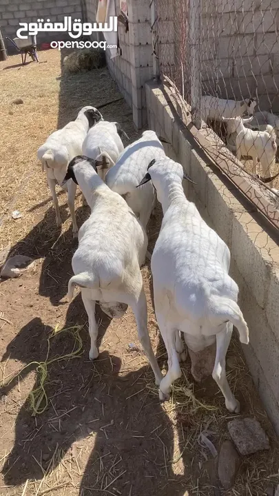 كباشة بيرشن مواليد الدار