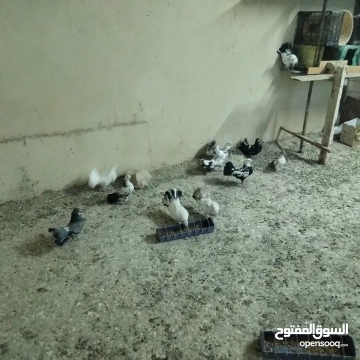 حمام للبيع