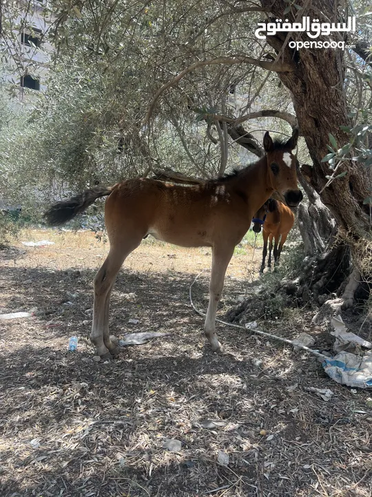 رافت الغزال g