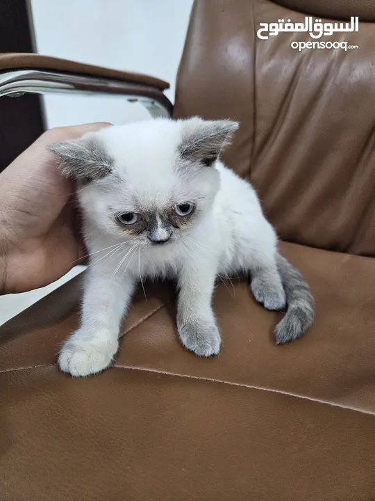 5 months old kitten for sale
