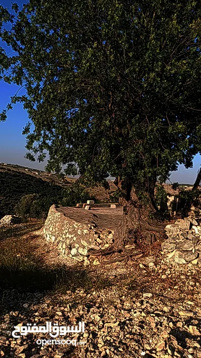 ارض مزروعه