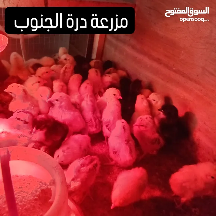 للبيع فروخ دجاج عربي