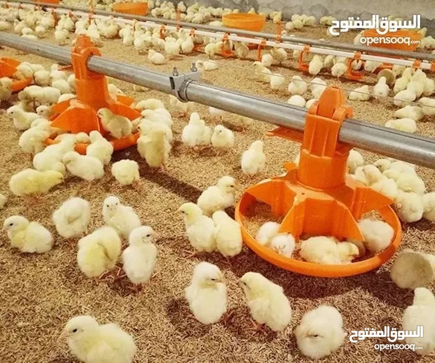 تجهيز وبناء مزارع الدواجن المغلقة
