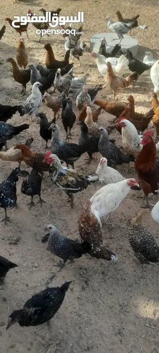 السلام عليكم ... متوفر دجاج عربي للبيع نظافة او نشاطة ربي ايبارك العدد 300   العمر 5أشهور و6شهور   ا