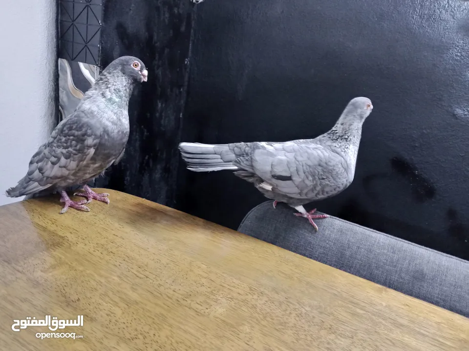 جوز قراقطه للبيع معهم فرخ