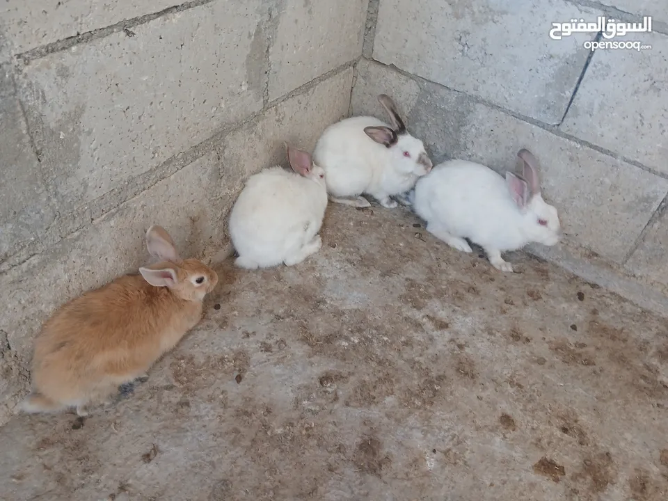 طقم ارانب ثلث اناثي وذكر انثيتين وذكر فرنسيات وانثى بلديه