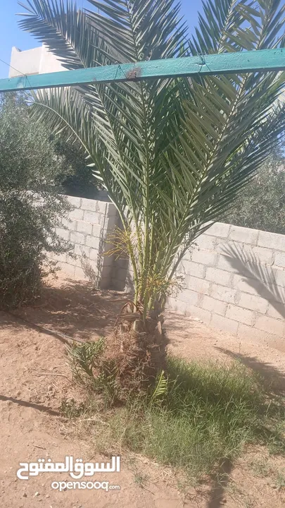 منزل للبيع قصر حلابات غربي قرب مصانع طيبه