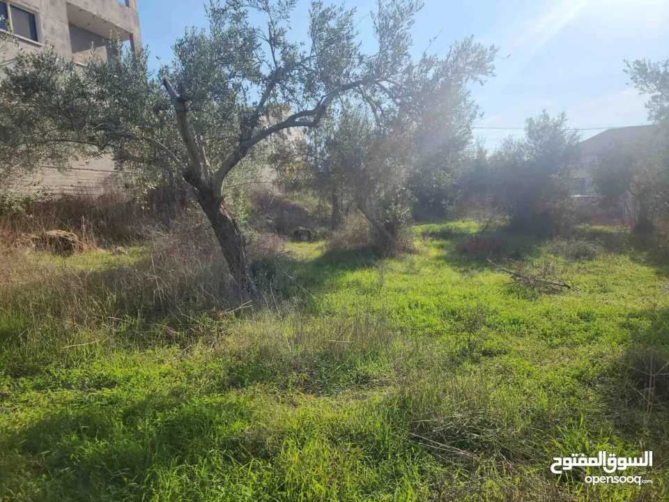 خلف مخابز البلد