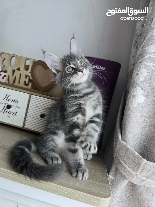 Pure Maincoon with WCF Pedigree