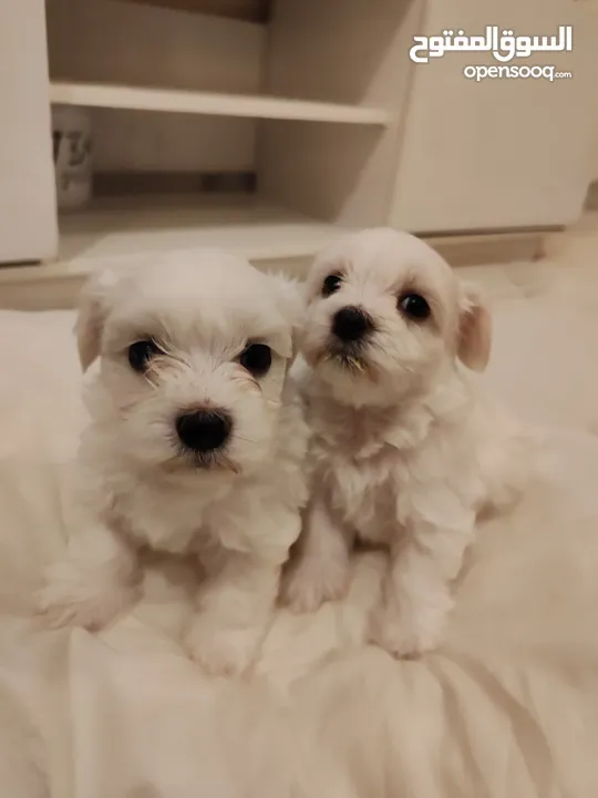 Maltese puppy’s pure adoption available