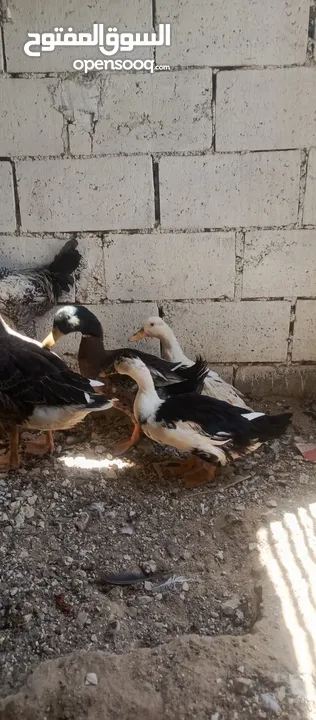 مطلوب بيض بط وبيض حبش