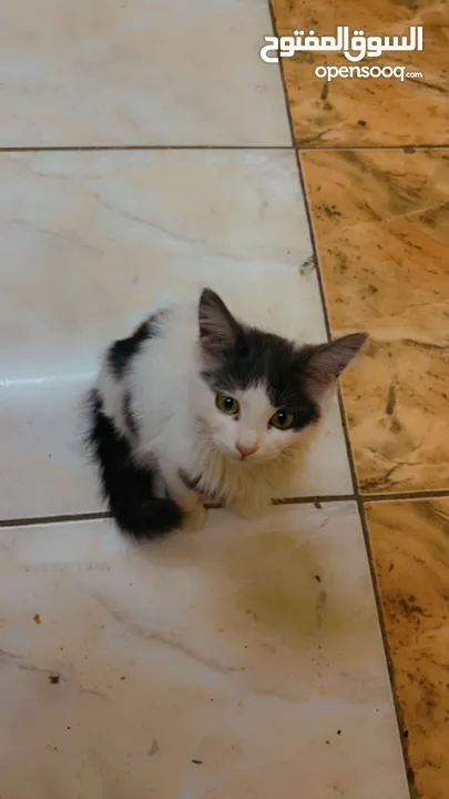 Free adoption persian kitten