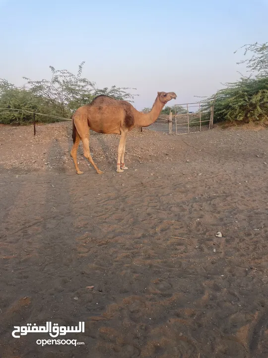 ناقة باطنية الخواره بن الدرعية