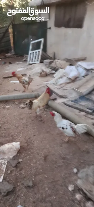 أرانب عدد7 كبير و2 صغير ديك حبش ديوك بلدي عدد 5
