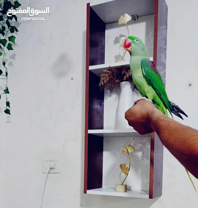 للبيع ببغاء تيمنا صلاة النبي صحة و جمال ثوب وريش كامل متكلم