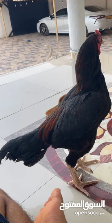 طير ميوالي