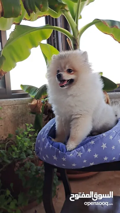 كلب بوميرانيان للبيع Pomeranian dog for sale