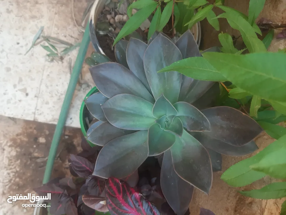 زريعه زينه للبيع