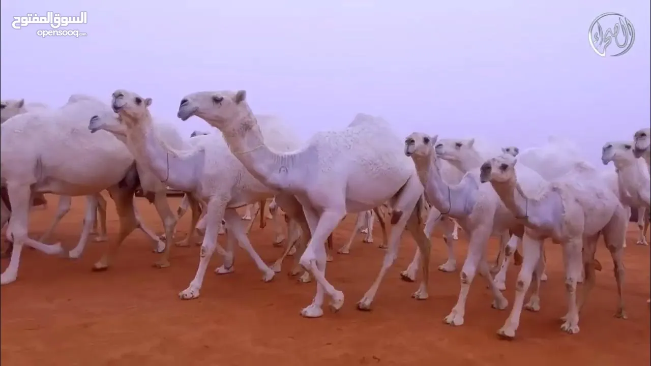 حلاقة وغسيل ابل لي جميع مناتق الكويت