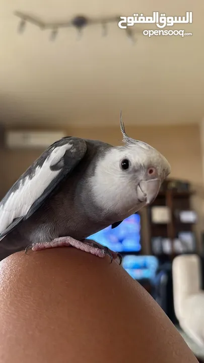 Very well trained and tamed Cockatiels