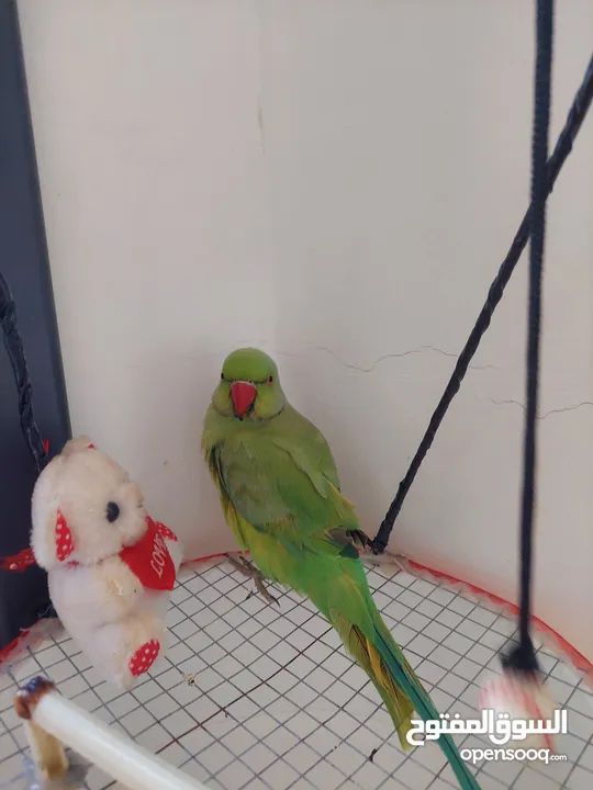 ببغاء درارة هندي ذكر كوكو عمر سنتين مطوق اليف جدا ما بعض نهائي لعوب بحب الاطفال