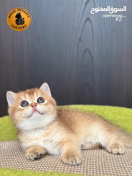 High-level British Shorthair kittens with pedigree