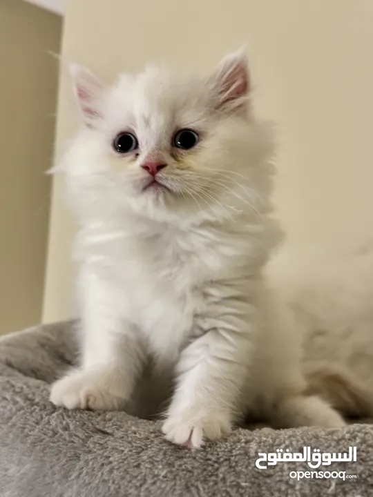 Blue Eyes Female Persian