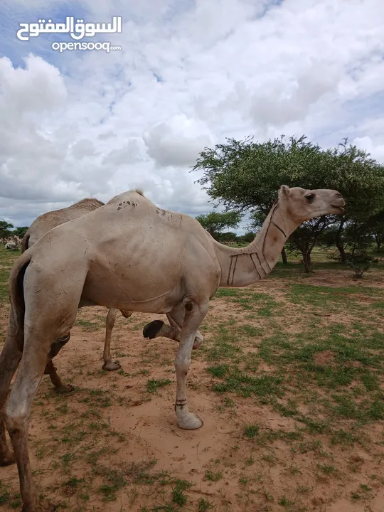 جمال سوداني لحم