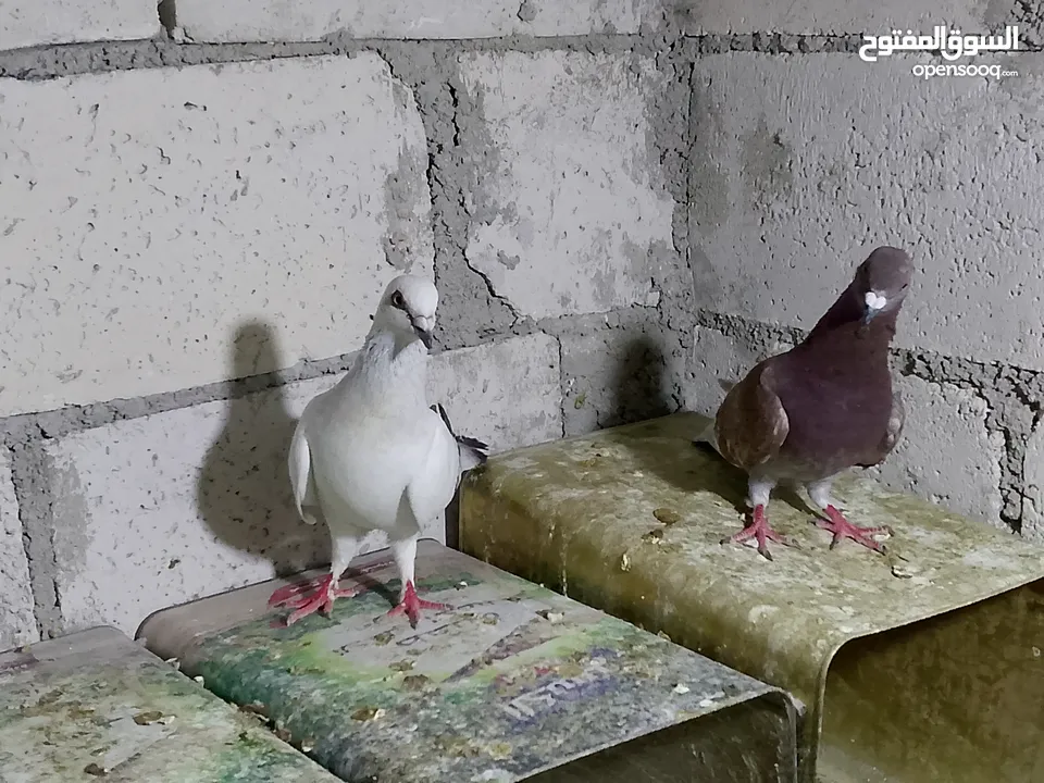 جواز حمام شغلات ميه بل ميه
