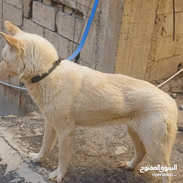 اناثي هاسكي في الزرقاء جنب مجمع الجديد جناعه